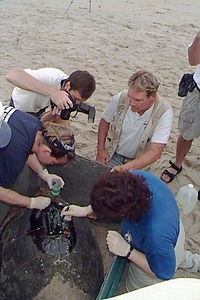 Caretta Caretta mare satellite