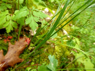 Luzula campestris (L.) DC., 1805