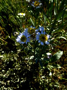 Trifolium pannonicum Jacq., 1767