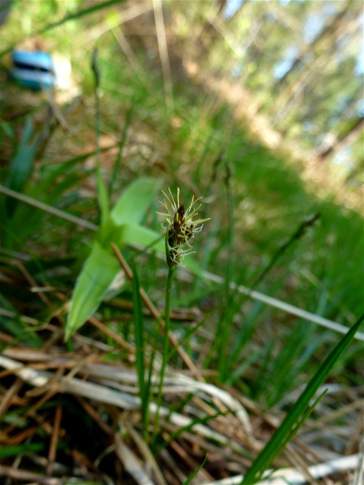 Carex pilulifera L., 1753