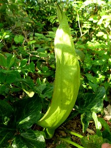 Arum maculatum L., 1753
