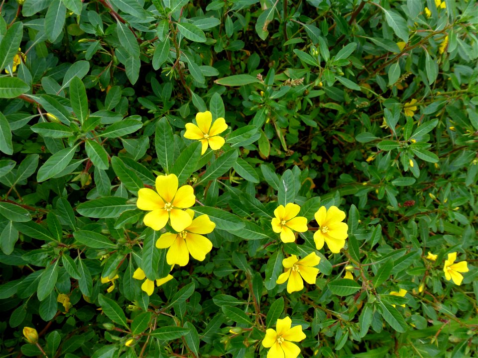 Ludwigia peploides (Kunth) P.H.Raven, 1964