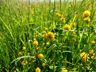 Trifolium patens Schreb., 1804