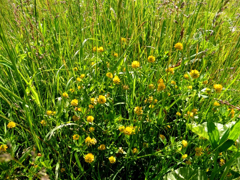 Trifolium patens Schreb., 1804