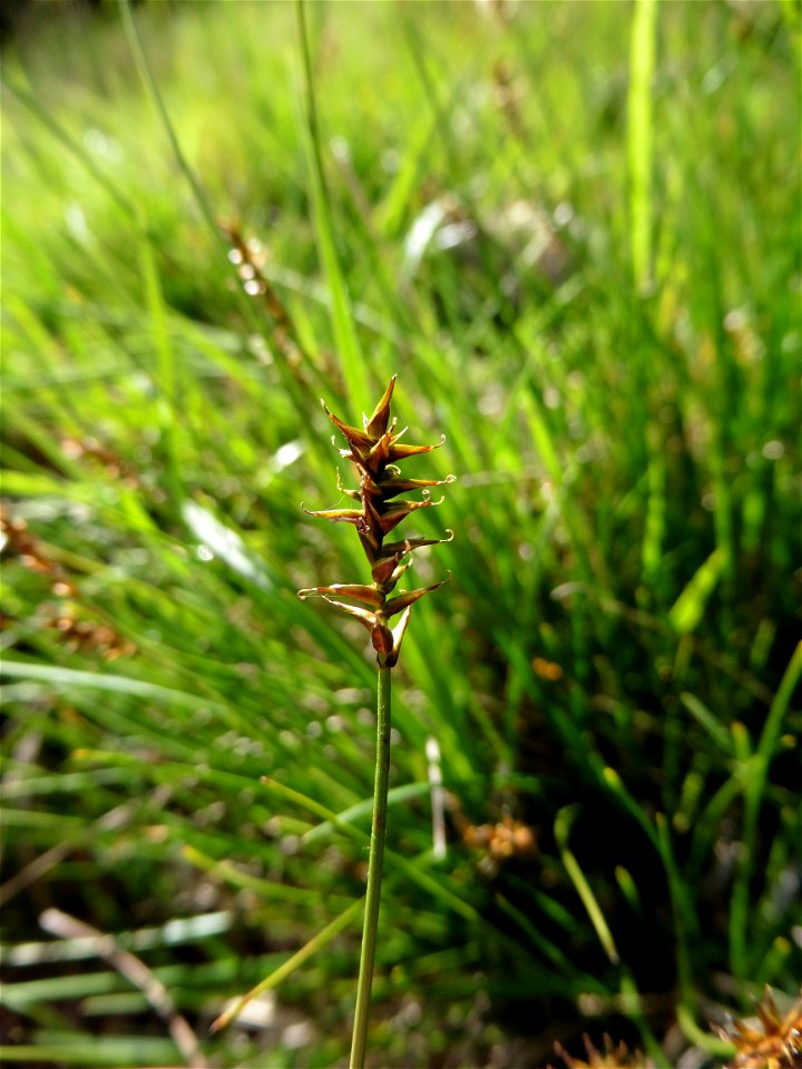 Carex davalliana Sm., 1800