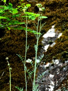 Coincya monensis (L.) Greuter & Burdet, 1983