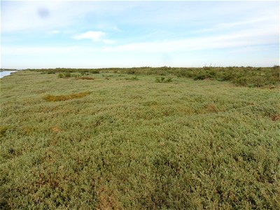 Halimione portulacoides (L.) Aellen, 1938