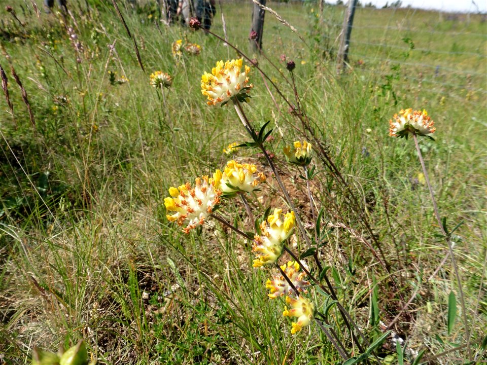 Anthyllis vulneraria L., 1753