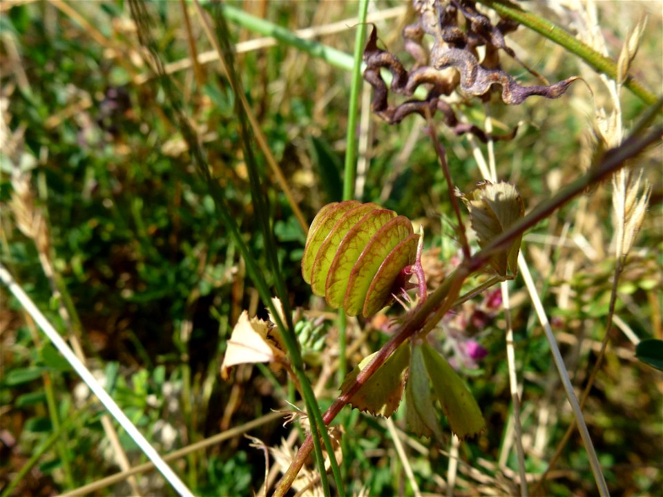 Medicago orbicularis (L.) Bartal., 1776