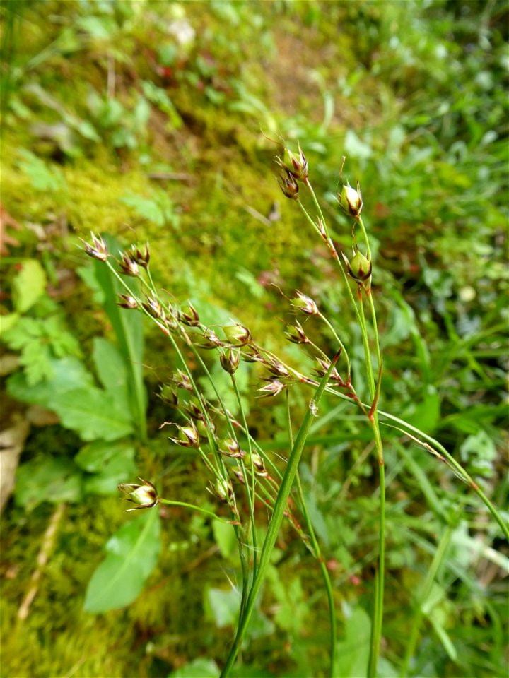 Luzula campestris (L.) DC., 1805