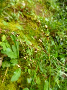 Luzula campestris (L.) DC., 1805