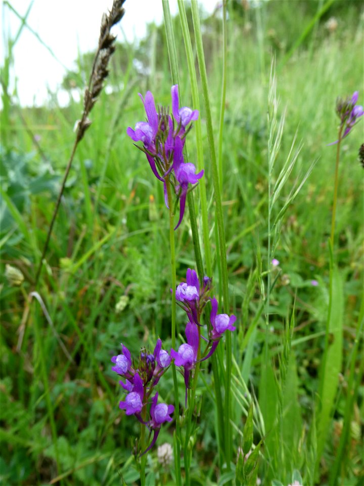 Linaria pelisseriana (L.) Mill., 1768