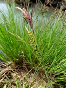 Carex riparia Curtis, 1783