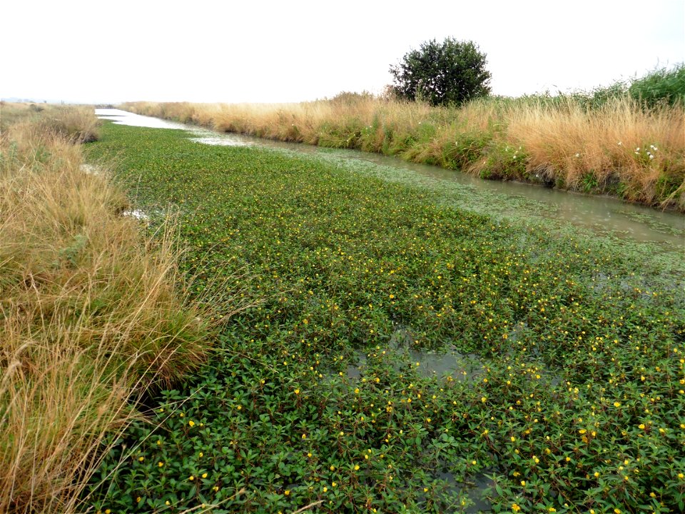 Ludwigia peploides (Kunth) P.H.Raven, 1964