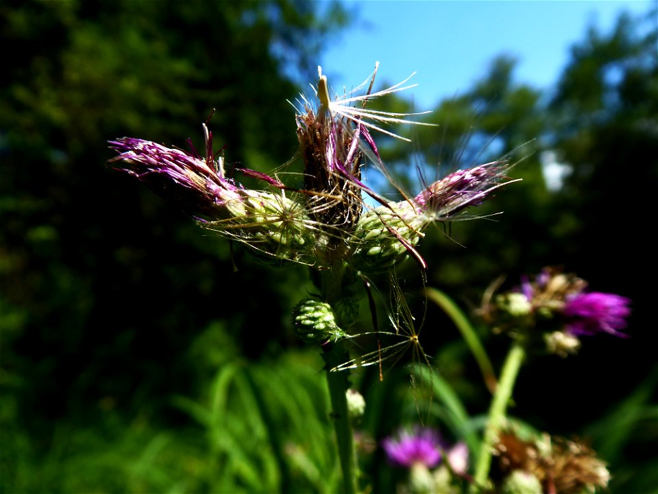 Cirsium palustre (L.) Scop., 1772