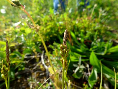 Carex halleriana Asso, 1779