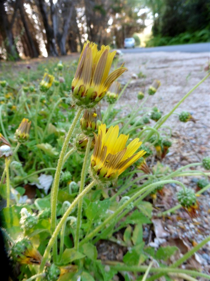 Arctotheca calendula (L.) Levyns, 1942