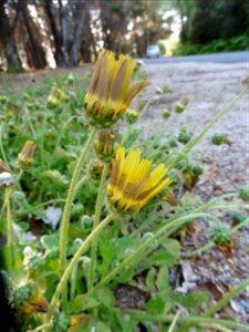 Arctotheca calendula (L.) Levyns, 1942