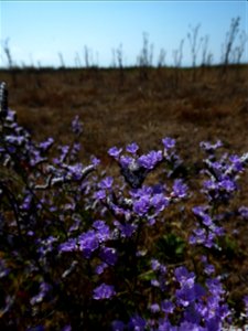 Limonium dodartii (Girard) Kuntze, 1891