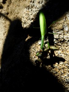 Mante religieuse et Lézard des murailles