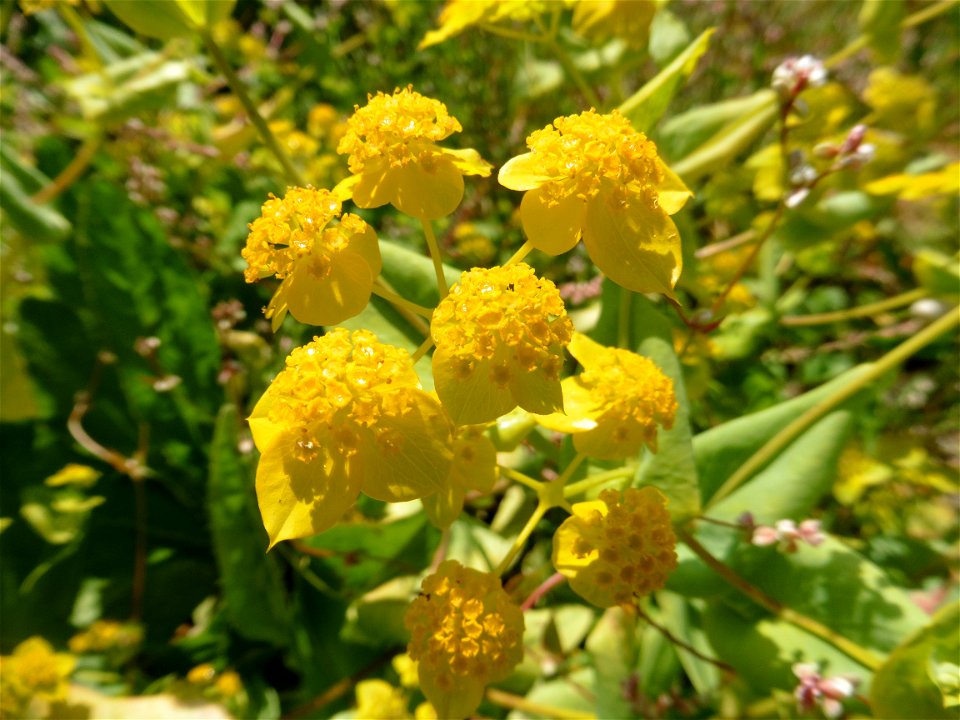 Bupleurum subovatum Link ex Spreng., 1813
