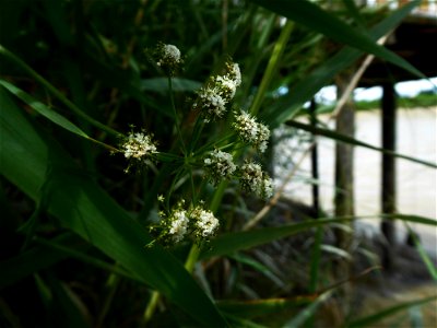 Oenanthe foucaudii Tess., 1884