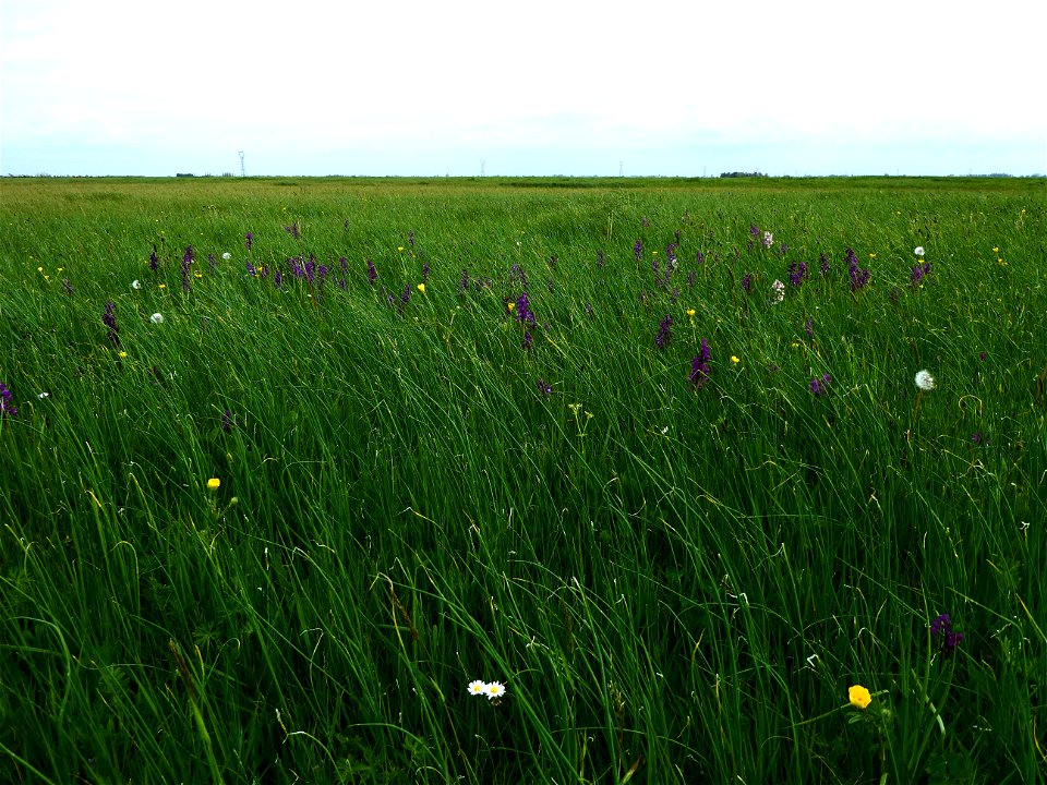 Anacamptis morio (L.) R.M.Bateman, Pridgeon & M.W.Chase, 1997