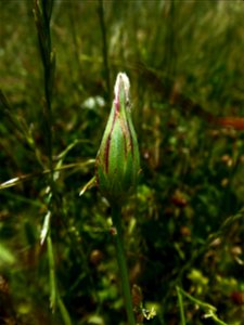 Podospermum laciniatum (L.) DC., 1805
