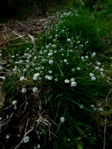 Teesdalia nudicaulis (L.) W.T.Aiton, 1812