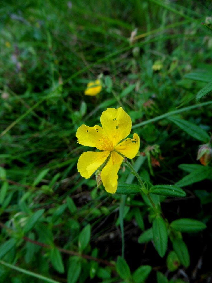 Helianthemum nummularium (L.) Mill., 1768
