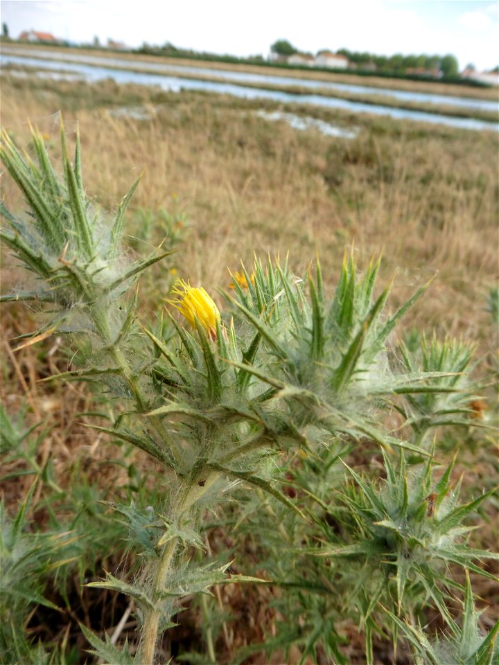 Carthamus lanatus L., 1753