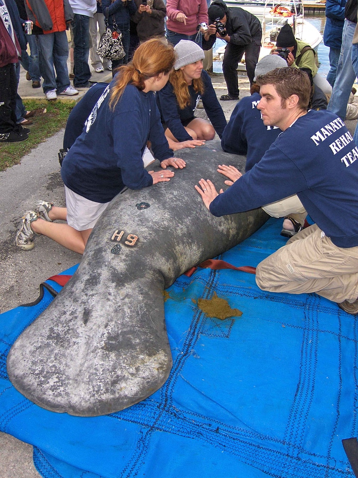 Rescue Trichechus manatus 
