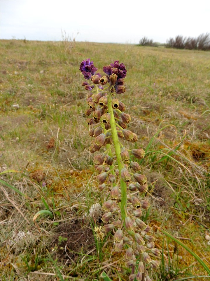 Muscari comosum (L.) Mill., 1768