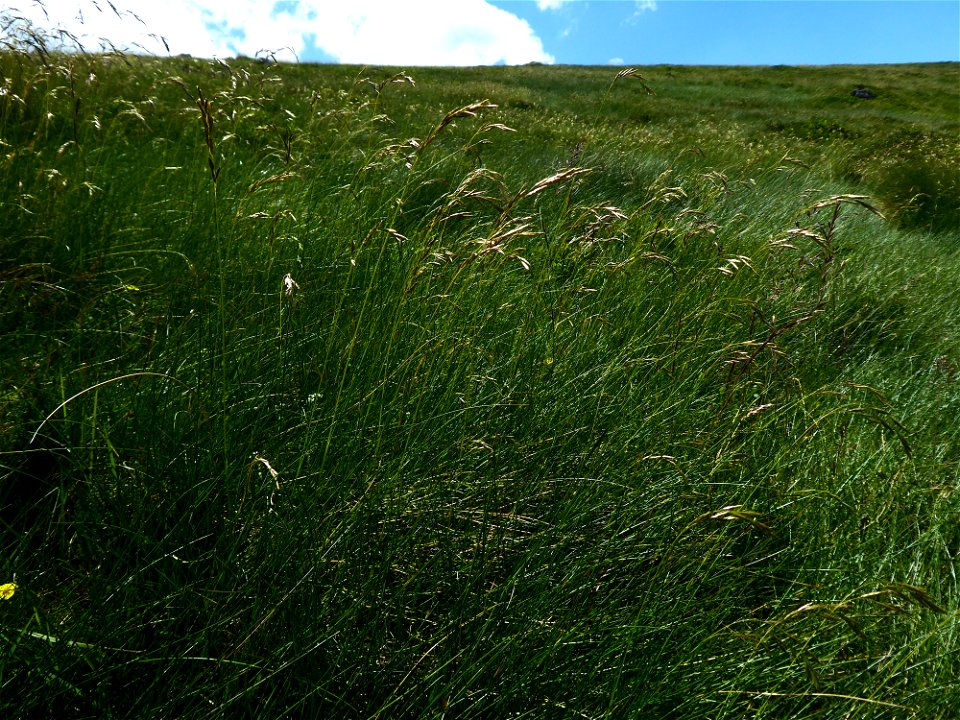 Festuca eskia Ramond ex DC., 1805