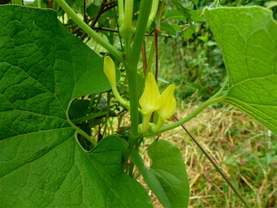 Aristolochia clematitis L., 1753