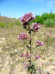 Origanum vulgare L., 1753