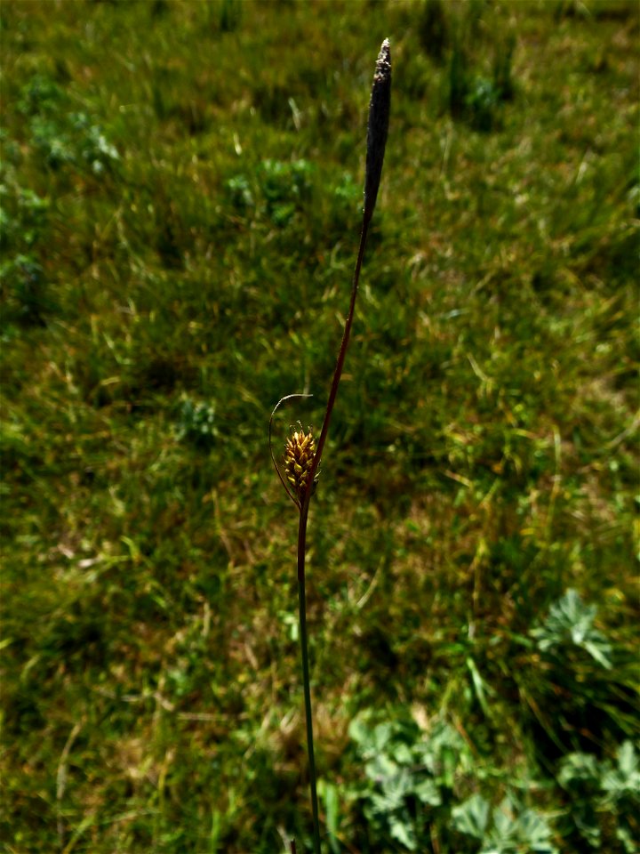 Carex distans L., 1759