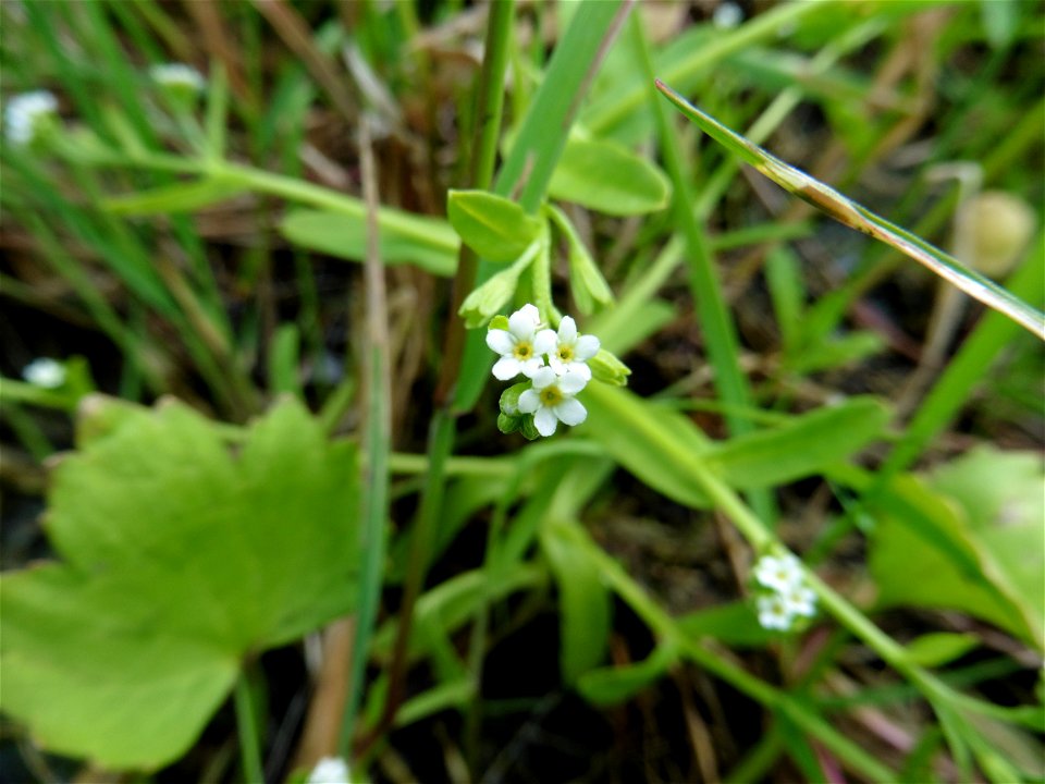 Myosotis sicula Guss., 1843
