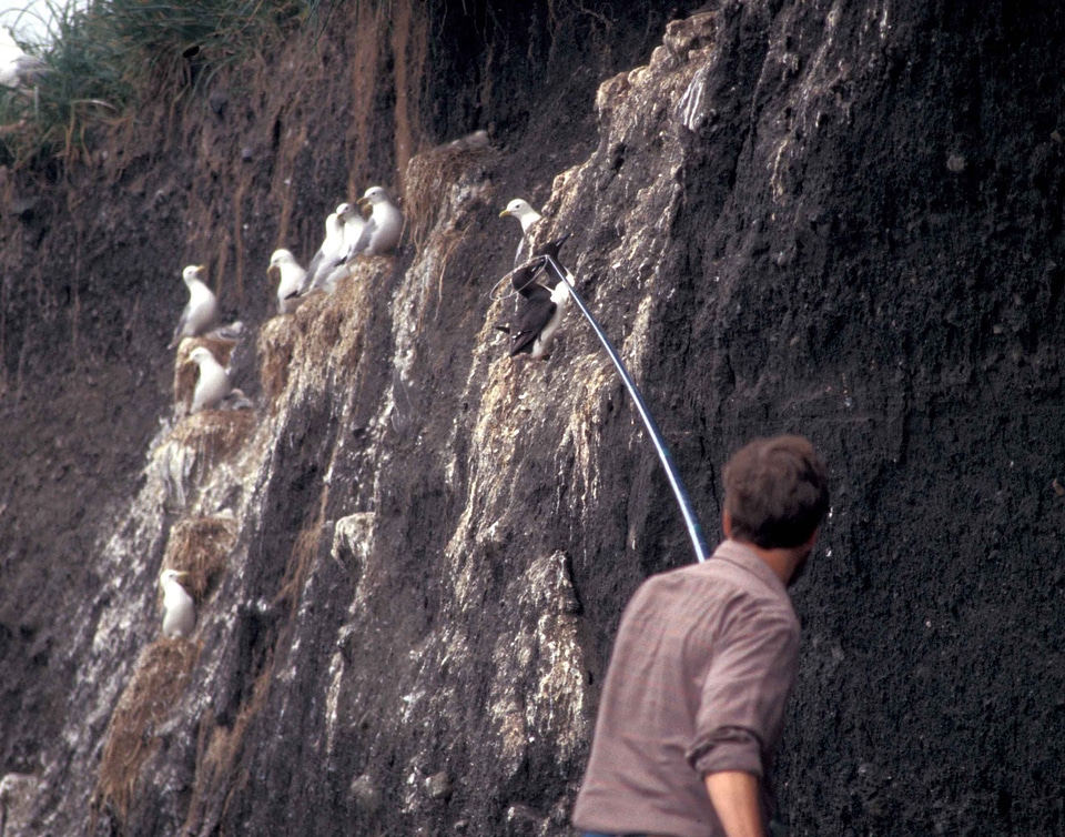 Bird capture husband
