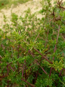 Artemisia campestris subsp. maritima (DC.) Arcang., 1882