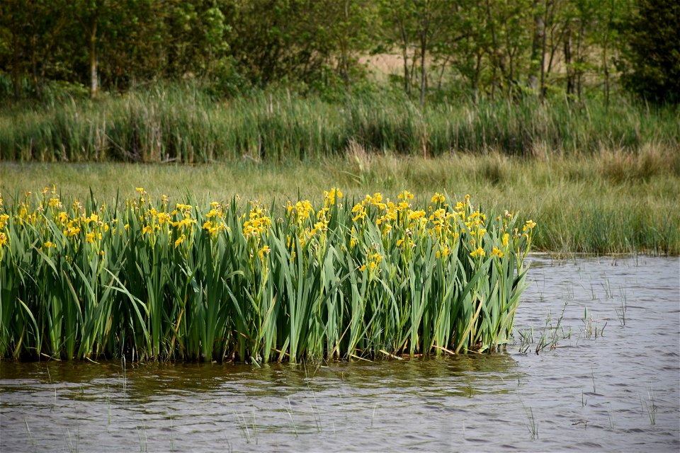 Iris pseudacorus L., 1753