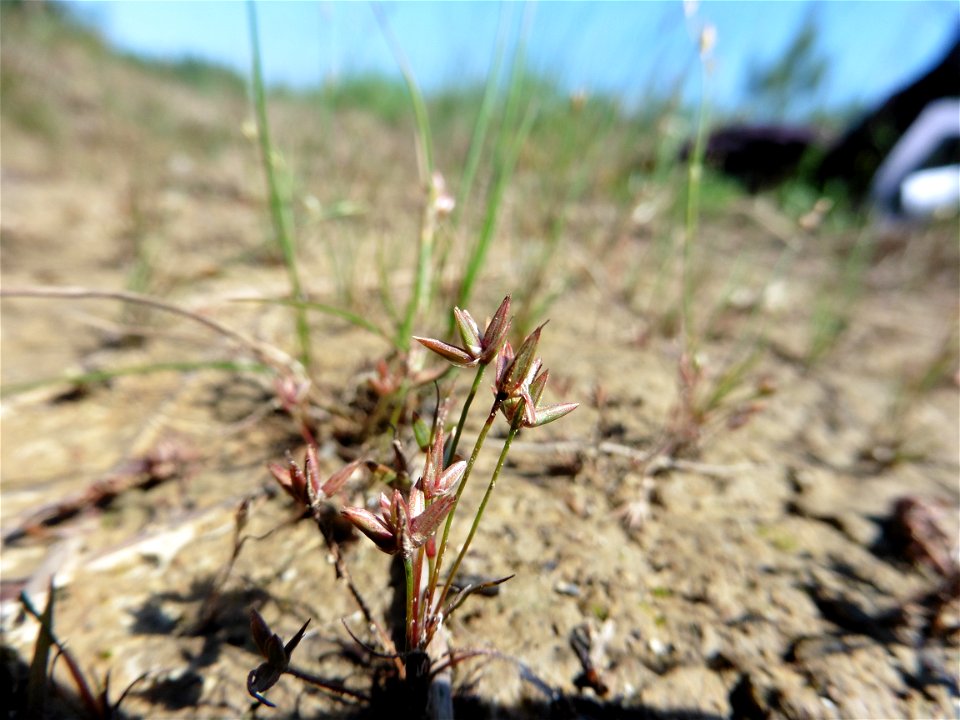 Juncus pygmaeus Rich. ex Thuill., 1799