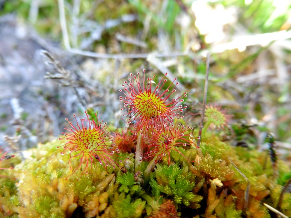 Drosera rotundifolia L., 1753