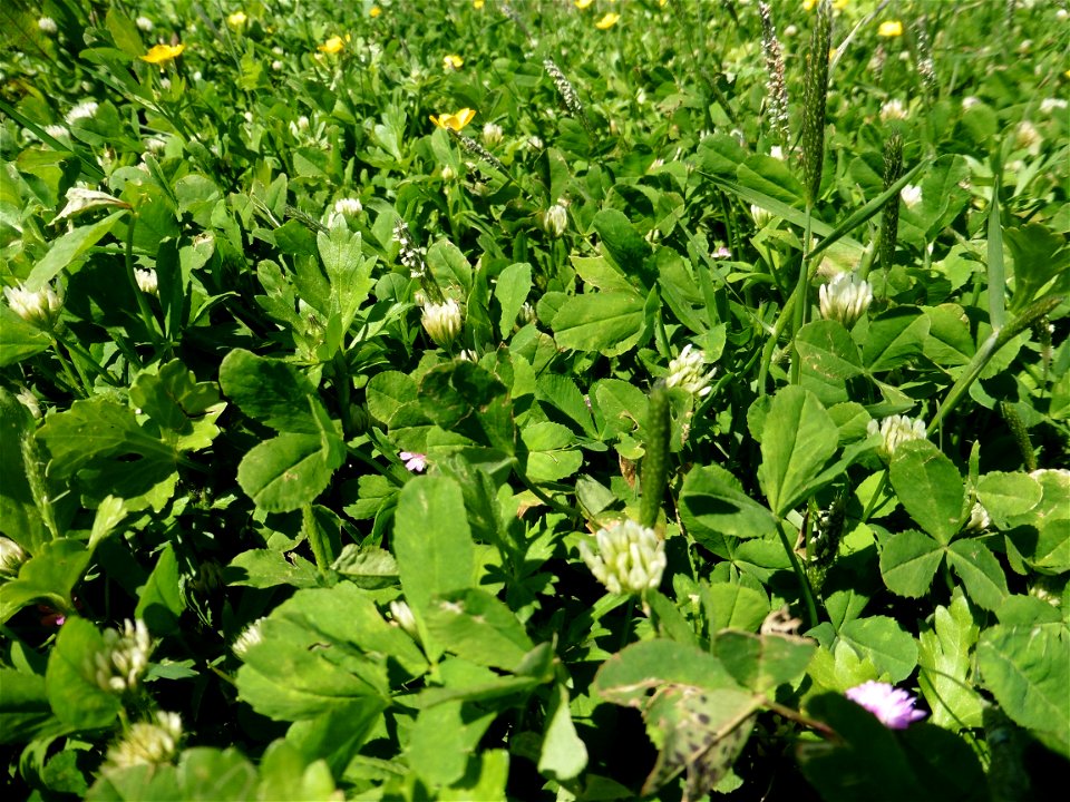 Trifolium michelianum Savi, 1798