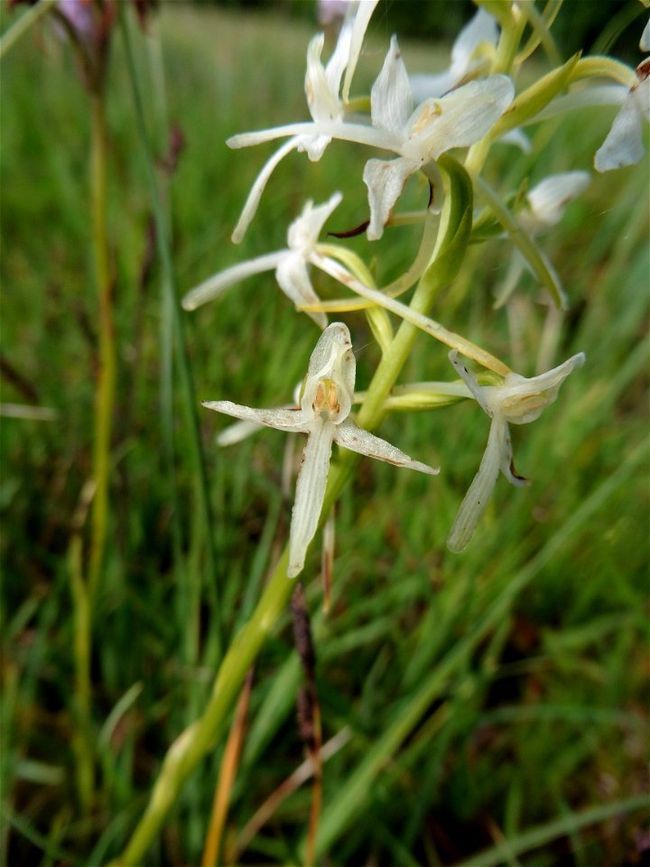 Platanthera bifolia (L.) Rich., 1817