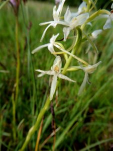 Platanthera bifolia (L.) Rich., 1817