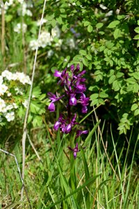 Anacamptis laxiflora (Lam.) R.M.Bateman, Pridgeon & M.W.Chase, 1997