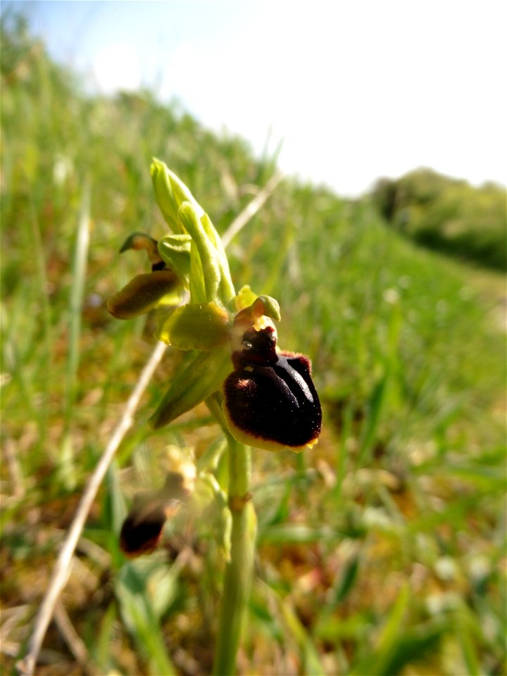 Ophrys passionis Sennen, 1926