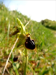 Ophrys passionis Sennen, 1926