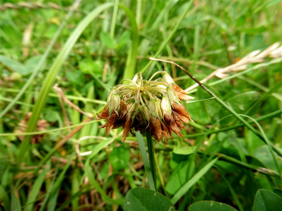 Trifolium repens L., 1753